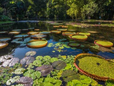Publicar mi Anuncio Sitio turístico de Colombia Reserva Natural Victoria Regia Leticia Amazonas